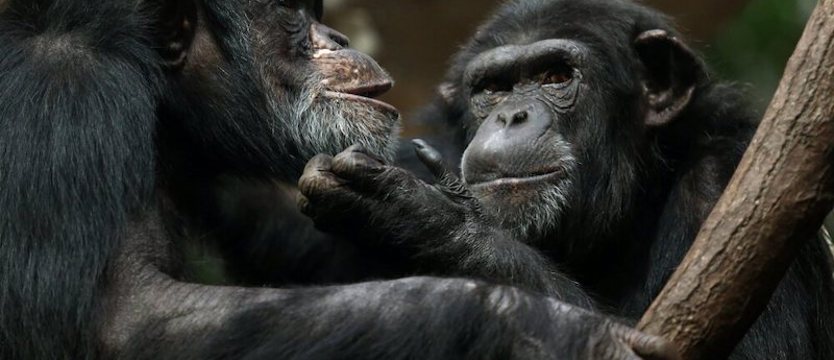 Szympans Szymon świętuje 40. urodziny