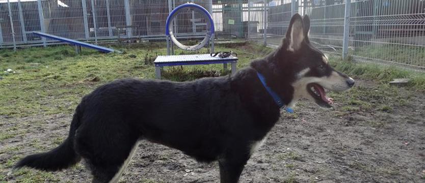 Weź mnie KURIEREM do domu. Z czym do Lusi?