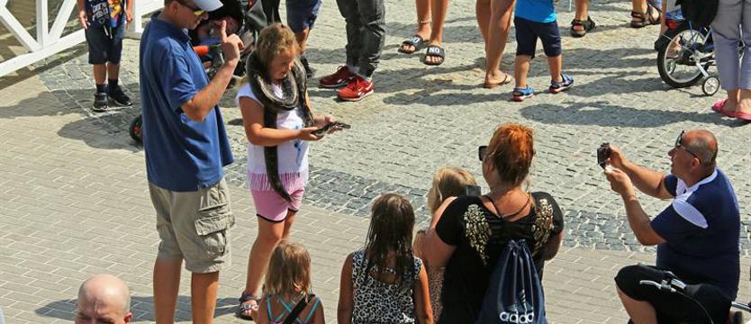 Gad w pracy. Pamiątka z wakacji