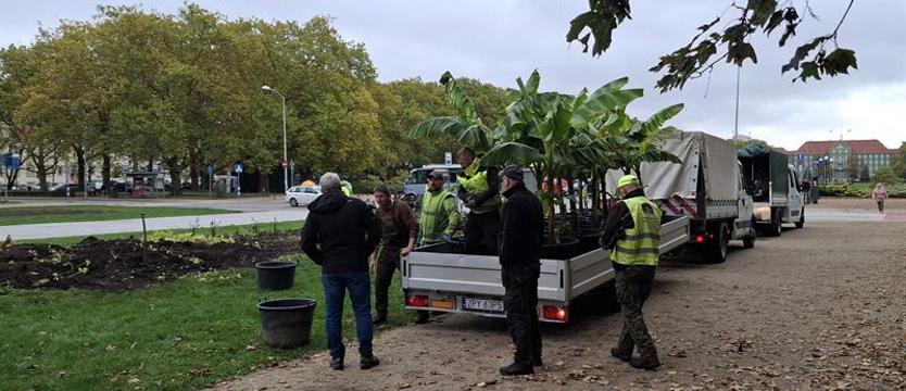 Bananowce zniknęły z Jasnych Błoni. Raczej już tu nie wrócą