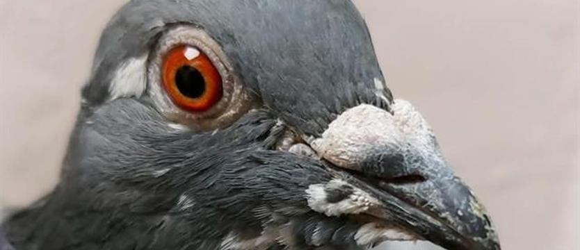 Kto strzela – rani i zabija – śrutem? Strzały przy ul. Jasnej w Szczecinie