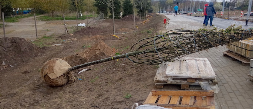 Przybywa zieleni na remontowanym odcinku ul. Szafera w Szczecinie
