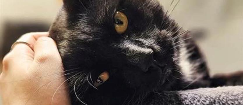 Weź mnie KURIEREM do domu. Miszka szuka człowieka