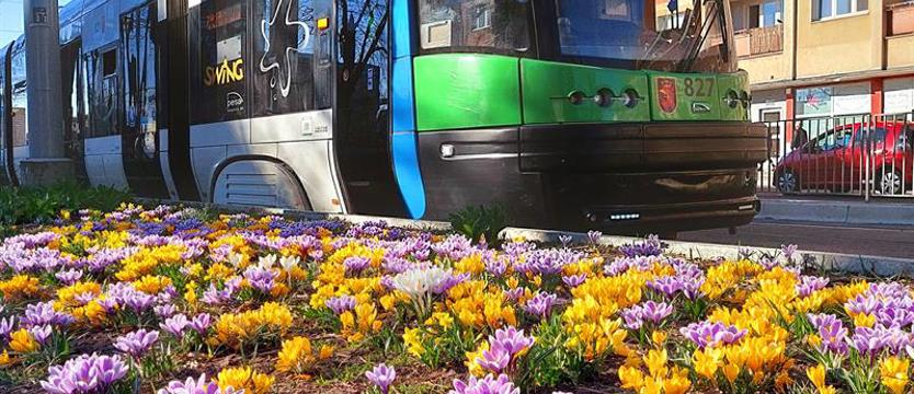 Głosowanie na krokusowe kadry