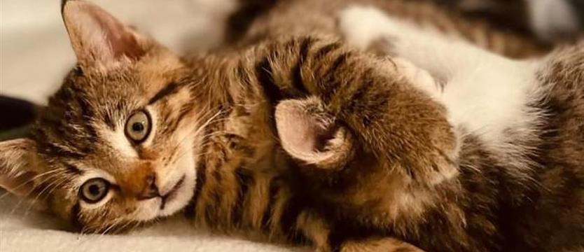 Schroniskowe słodziaki czekają na ludzi