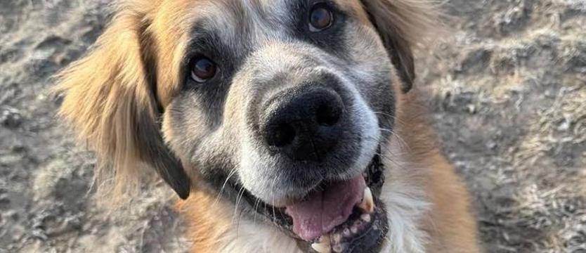 Weź mnie KURIEREM do domu. Dingo, czyli wiele (powodów) do kochania