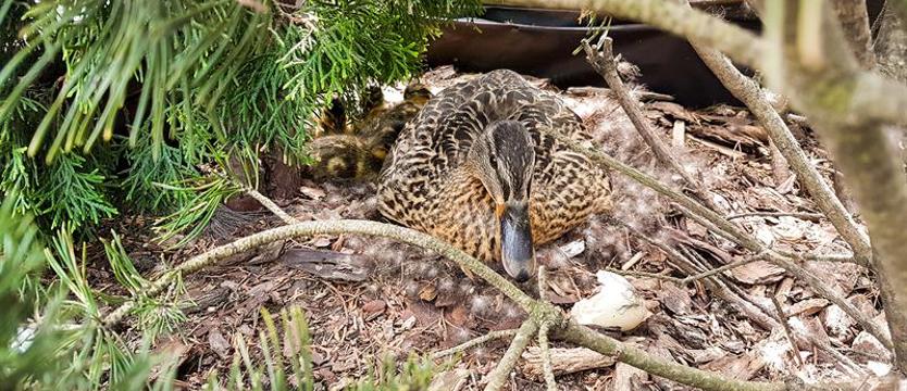 Siedem tycich kaczuszek na dachu Galerii Kaskada