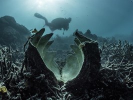 Podwodny świat Mikronezji. Wystawa w Technoparku