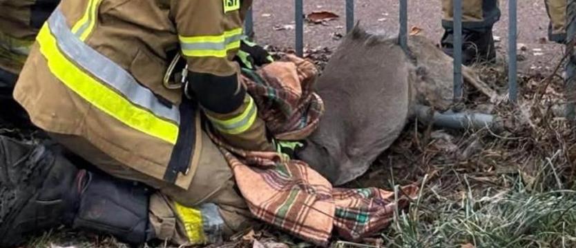 Strażacy uwolnili zakleszczoną sarnę