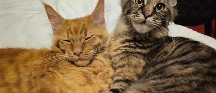 Koty świętują, a my sprawdzamy, czy naprawdę na nie zasługujemy