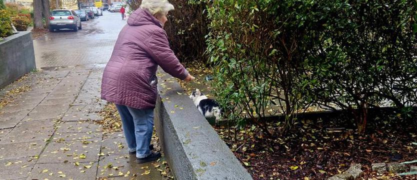 Potrzebna karma dla kotów z Grabowa