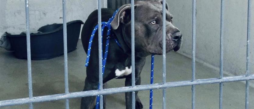 Szesnaście głębokich ran. Nowe fakty w sprawie psa, którego chciał uśpić właściciel