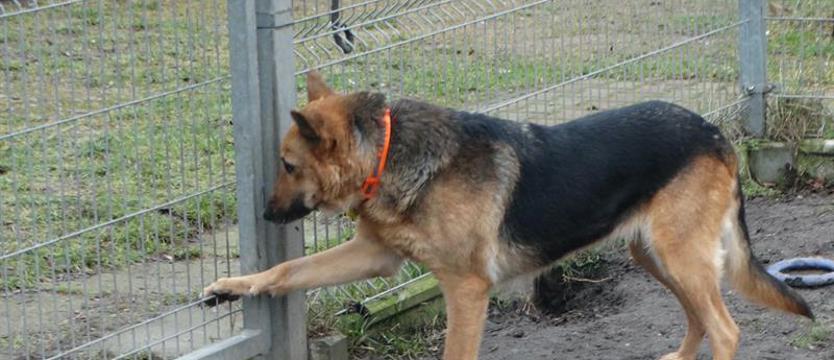 Weź mnie KURIEREM do domu. Wiki najlepiej byłoby z człowiekiem