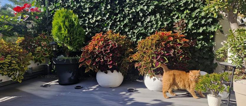 (kurier.kwiaty.04) Przestrzeń pełna słońca