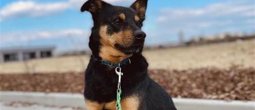 Pimpek – tylko adoptować!