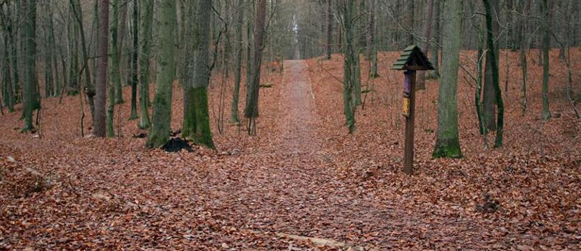 Protestują przeciw wycince