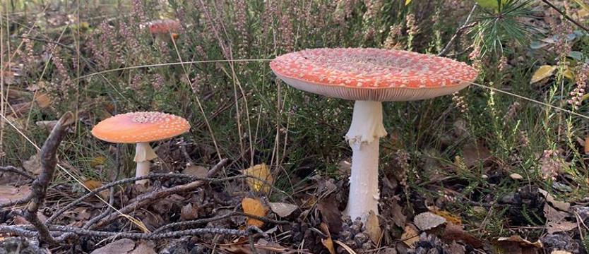 Czerwony muchomor odurza, ale może też zabić. Niebezpieczna moda wśród amatorów grzybów