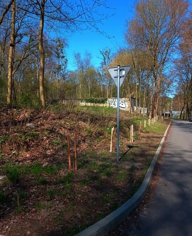 Nasadzenia drzew w Szczecinie