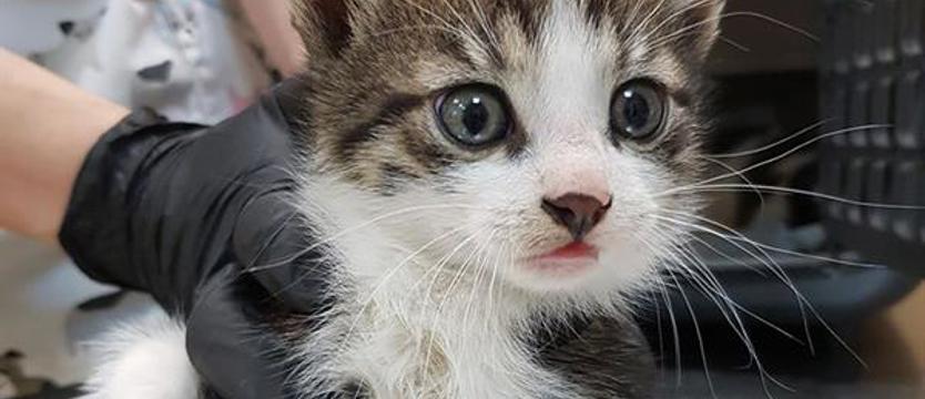 Miasto (za)dba o swoje kociaki. Wsparcie dla TOZ i zwierząt w potrzebie