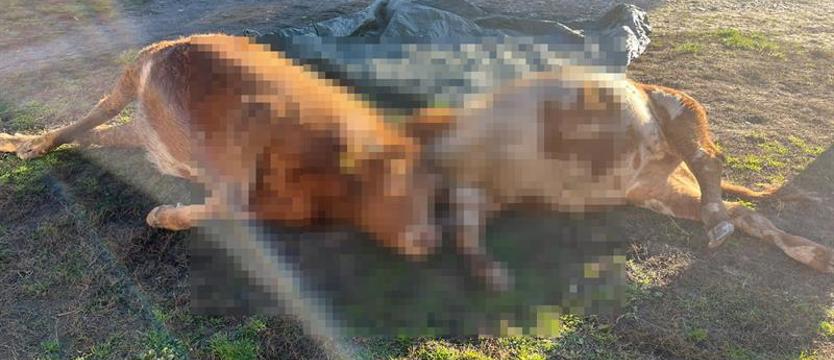 Nikt nie pomógł, doszło do kolizji. Spłoszone zwierzęta z Głazowa, właściciele obwiniają służby