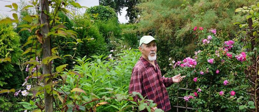 Cały Szczecin w kwiatach. Dynie sprawiają radość