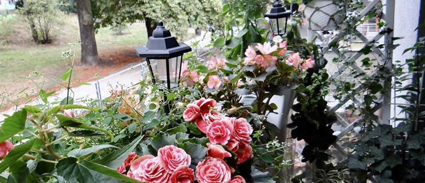 Trwa konkurs „Cały Szczecin w kwiatach”. Na zgłoszenia czekamy do końca lipca