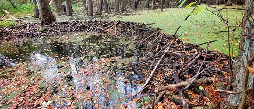 Ciekawi mieszkańcy Doliny Siedmiu Młynów. Tu rządzą bobry