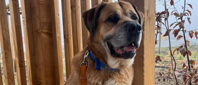 Weź mnie KURIEREM do domu. Pewien poczciwy olbrzym