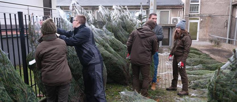 Akcja „Choinka dla życia”. Podaruj krew, odbierz świąteczne drzewko od leśników