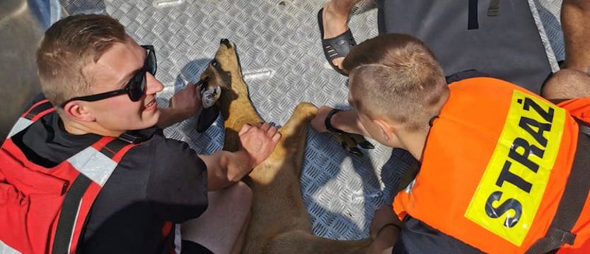Podczas ćwiczeń strażacy uratowali koziołka