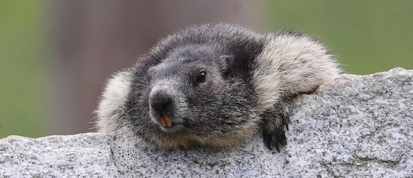 Tatry: świstaki budzą się ze snu zimowego