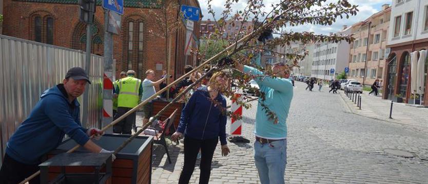 Stare Miasto zyskało więcej zieleni