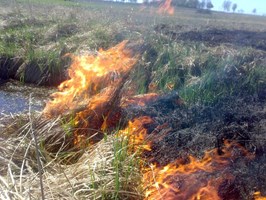Leśnicy apelują: Nie wypalajcie traw