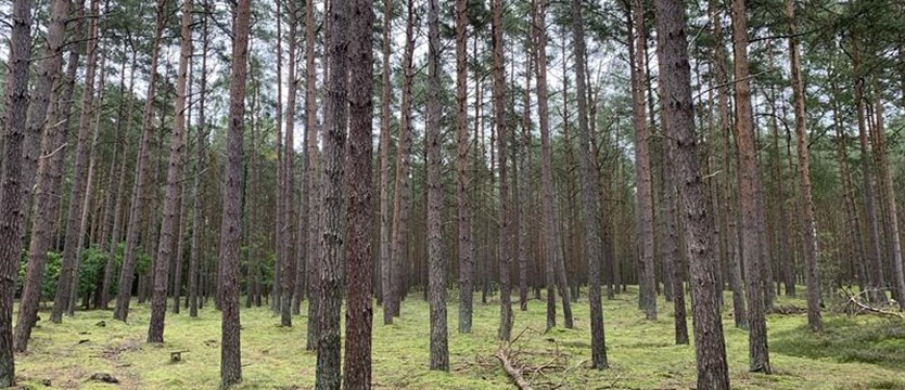 Z lasów znika drewno. Kradzieży jest coraz więcej