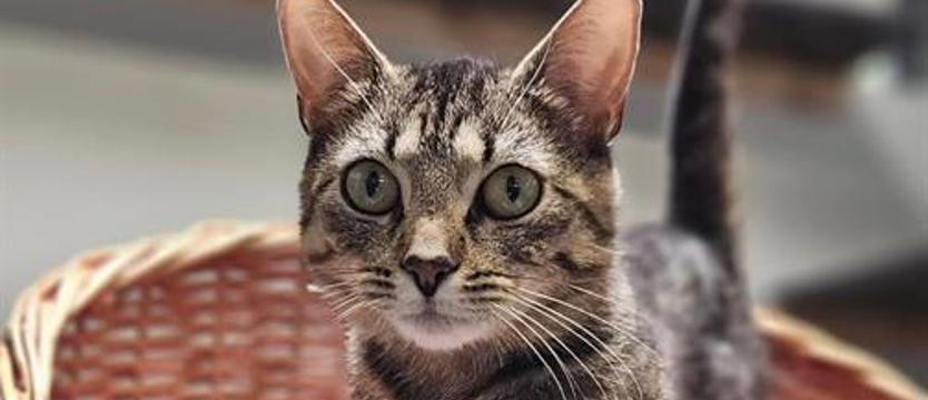 Weź mnie KURIEREM do domu. Kicia, kitka, Kamelia