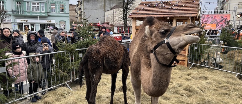 Orszak i wyjątkowa żywa szopka w Świnoujściu