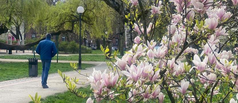 Magnolie, spacer i koty