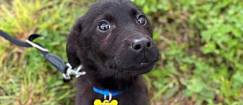 SOS dla schroniskowych maluchów. Kosmos, Spiky i (niejedna) Perełka
