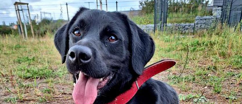 Czarny Edek, czyli świat w biegu