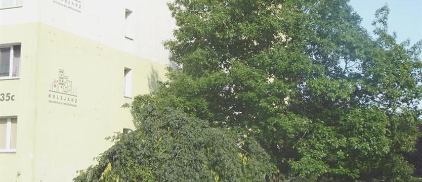 Naciągacze z... zielonego podwórka