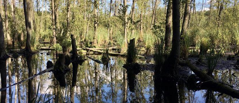 Musimy odbudować mokradła, aby przetrwać. Światowy Dzień Mokradeł