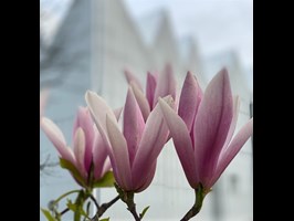 Prześlij zdjęcie, wygraj magnolię! Ostatnie dni konkursu