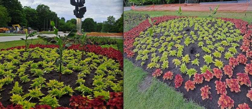 Dwa bananowce już ukradli z Jasnych Błoni