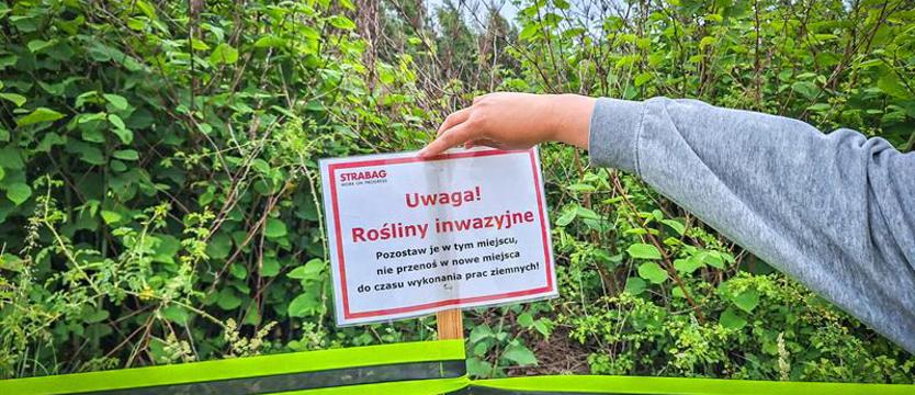 Zielony obcy na Trasie Północnej. Niechciany „gość” zidentyfikowany w Szczecinie