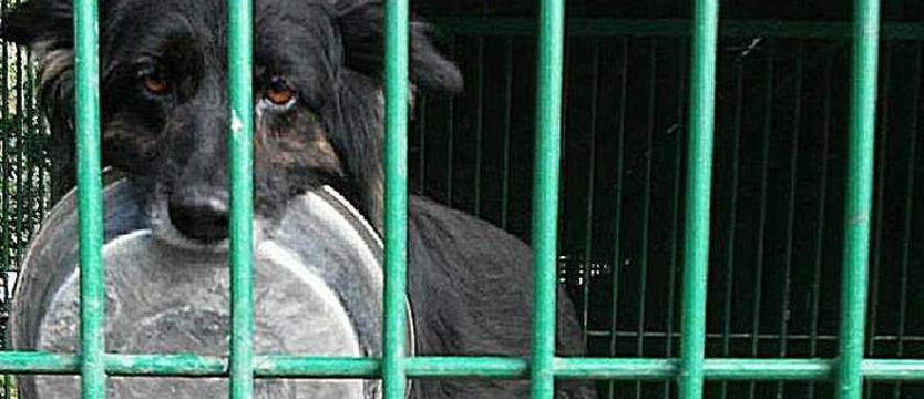 Tylko dla bezdomnych. Schronisko dla zwierząt – budowa zgodnie z planem