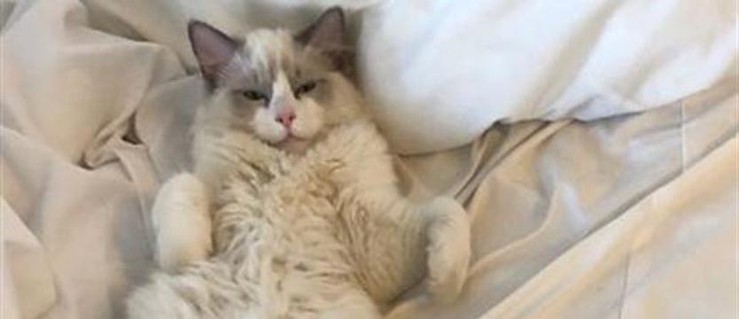 Zwycięzcy konkursu z okazji Dnia Kota. No i wszystko jasne!