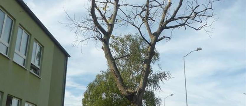 Drzewo strachu. Rodzic: „Co z naszym bezpieczeństwem?”