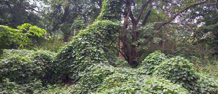 W obronie „dzikiego lasu”. Mieszkańcy protestują przeciwko sprzedaży miejskiej działki