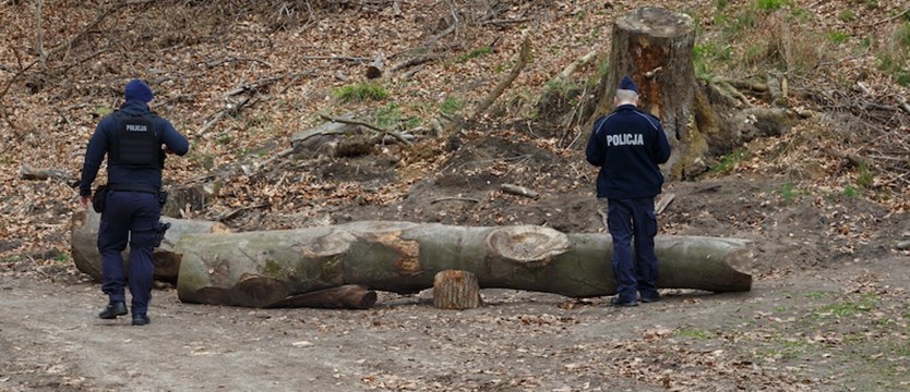 Konar drzewa przygniótł dzieci na osiedlu Bukowym