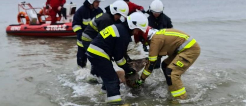 Łania w Bałtyku. Na pomoc ruszyli strażacy